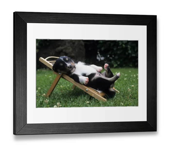Framed Print : Crossbreed pup laying on deck chair Framed Print : Crossbreed pup laying on deck chair