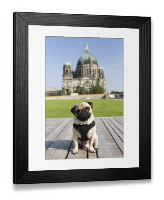 Framed Print : A pug on the palace lawn in front of the Berliner Dom cathedral Framed Print : A pug on the palace lawn in front of the Berliner Dom cathedral