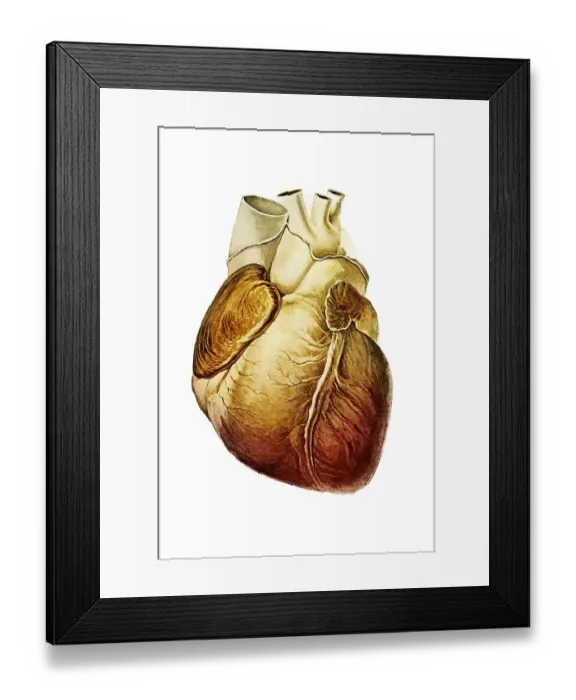 Framed Print : Human heart, illustration