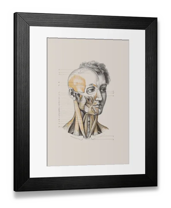 Framed Print : Skull with muscle structure, anatomical illustration Framed Print : Skull with muscle structure, anatomical illustration