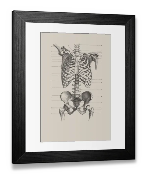 Framed Print : Skeletal torso, anatomical illustration Framed Print : Skeletal torso, anatomical illustration
