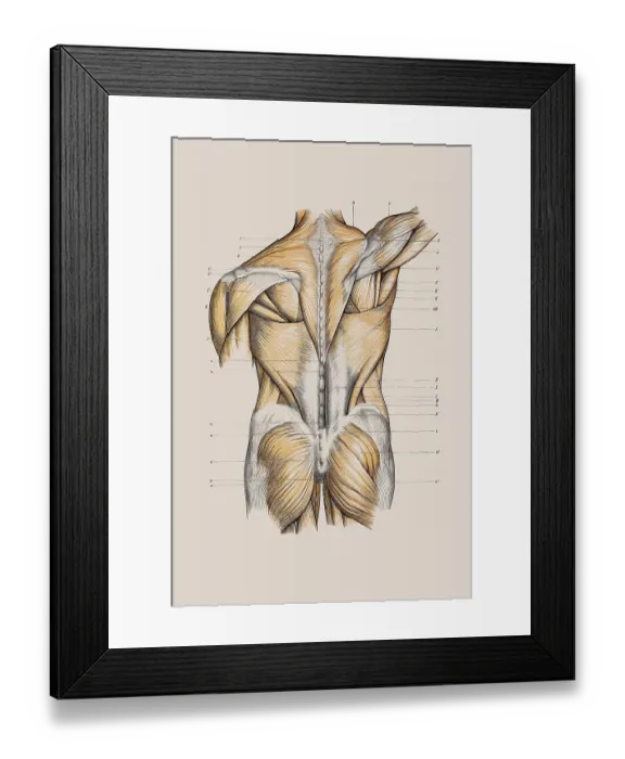 Framed Print : Muscle structure of the back, anatomical illustration
