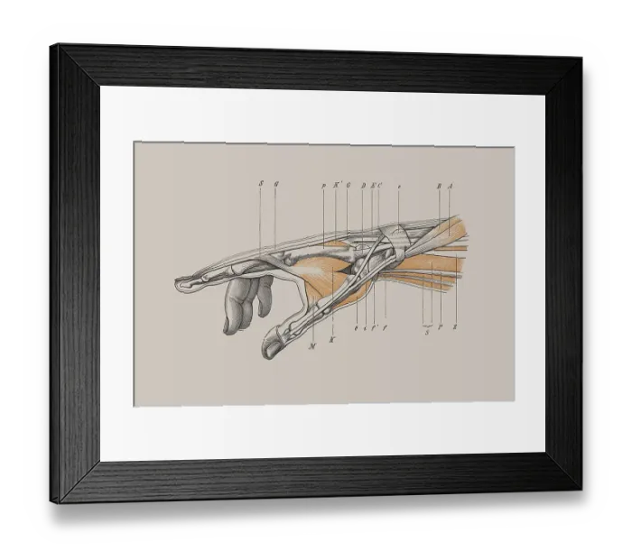 Framed Print : Skeleton of a human hand, anatomical illustration