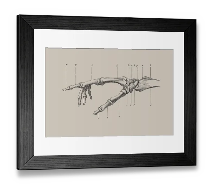 Framed Print : Skeleton of a human hand, anatomical illustration