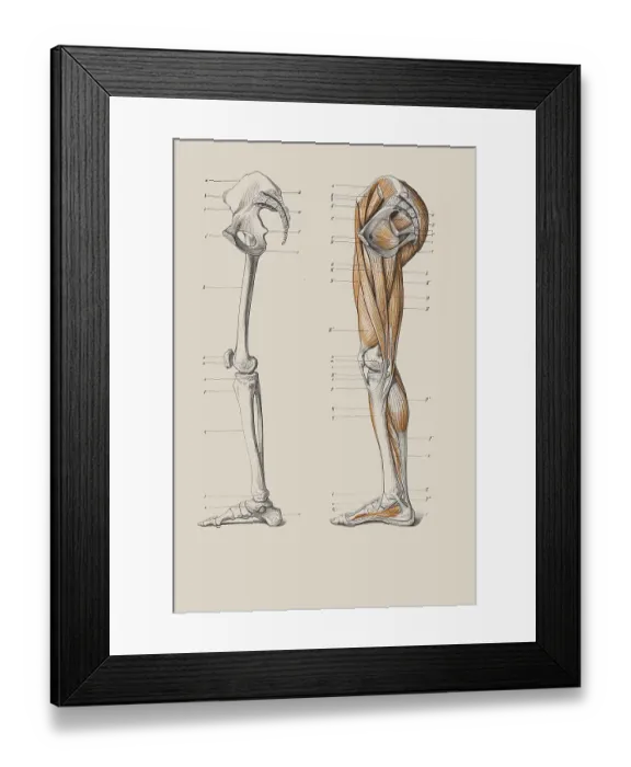 Framed Print : Skeleton of legs with the muscle structure