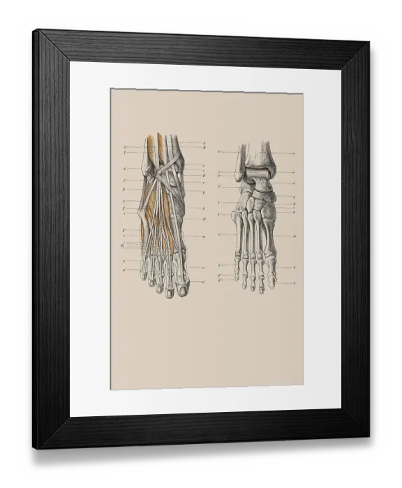 Framed Print : Skeleton of a human foot, anatomical illustration
