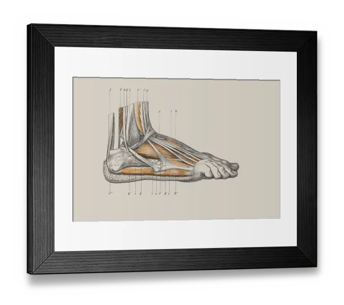 Framed Print : Skeleton of a human foot, anatomical illustration