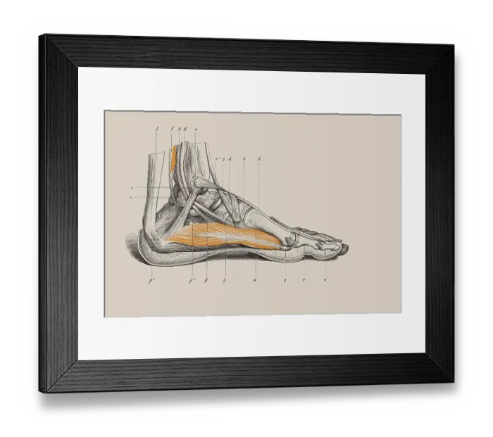 Framed Print : Skeleton of a human foot, anatomical illustration Framed Print : Skeleton of a human foot, anatomical illustration