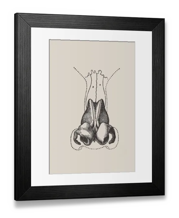 Framed Print : Anatomical representation of the human nose Framed Print : Anatomical representation of the human nose