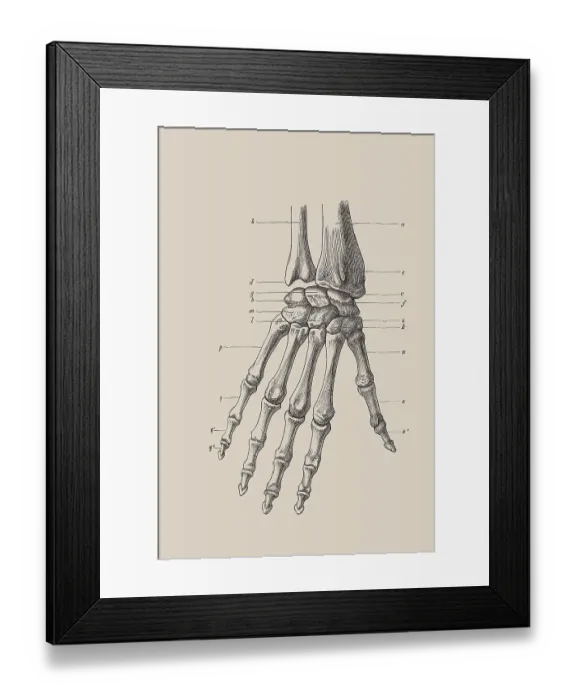 Framed Print : Skeleton of a hand, anatomical illustration Framed Print : Skeleton of a hand, anatomical illustration