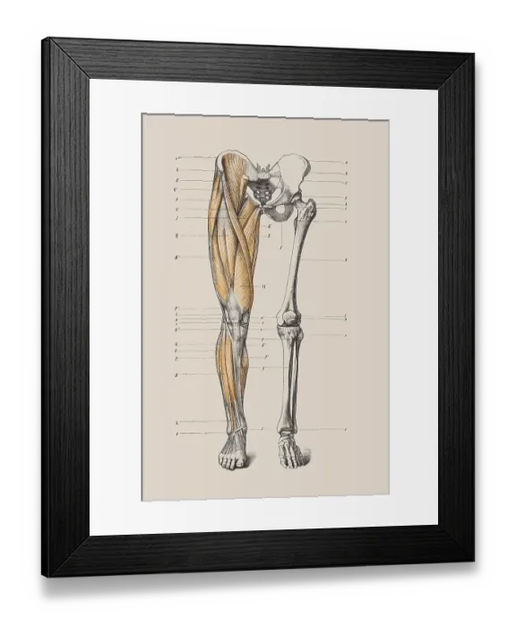 Framed Print : Skeleton of a human leg, anatomical illustration Framed Print : Skeleton of a human leg, anatomical illustration