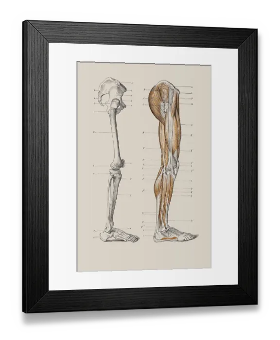 Framed Print : Skeleton of a human leg, anatomical illustration Framed Print : Skeleton of a human leg, anatomical illustration