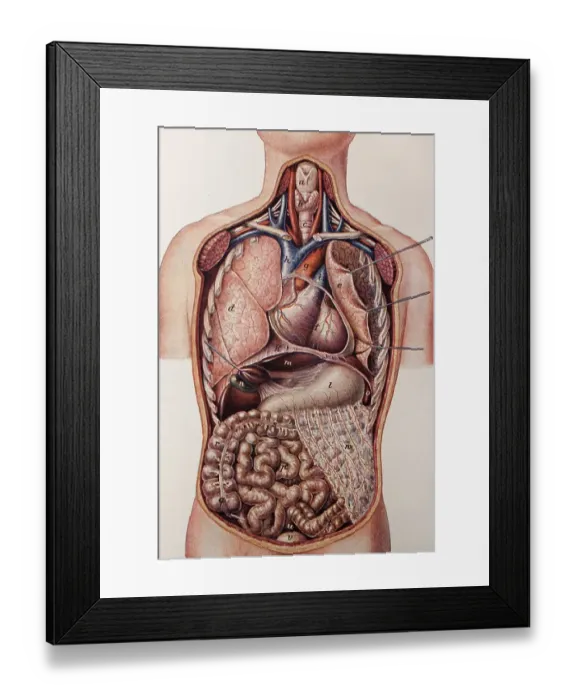 Framed Print : Longitudinal section of a human torso Framed Print : Longitudinal section of a human torso