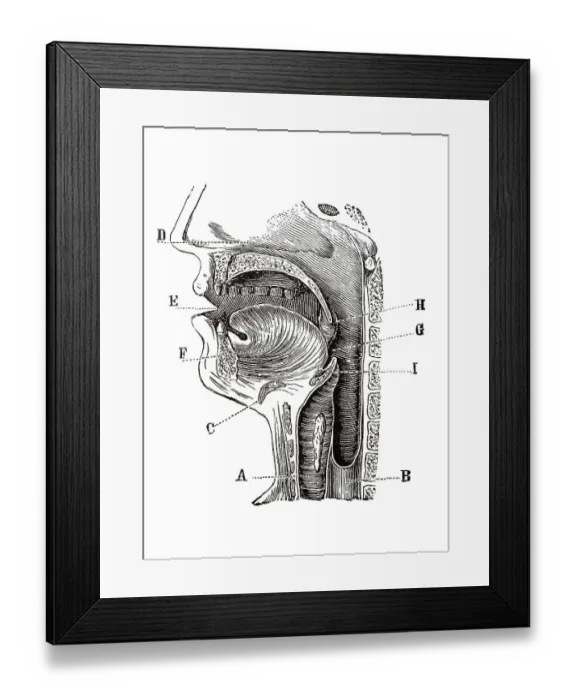 Framed Print : Longitudinal section of a human head