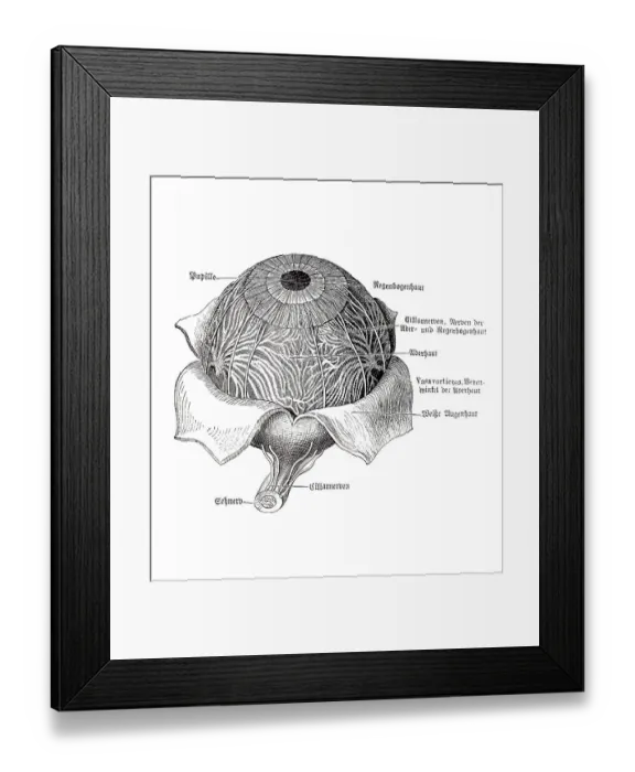 Framed Print : Eyeball, anatomical illustration Framed Print : Eyeball, anatomical illustration