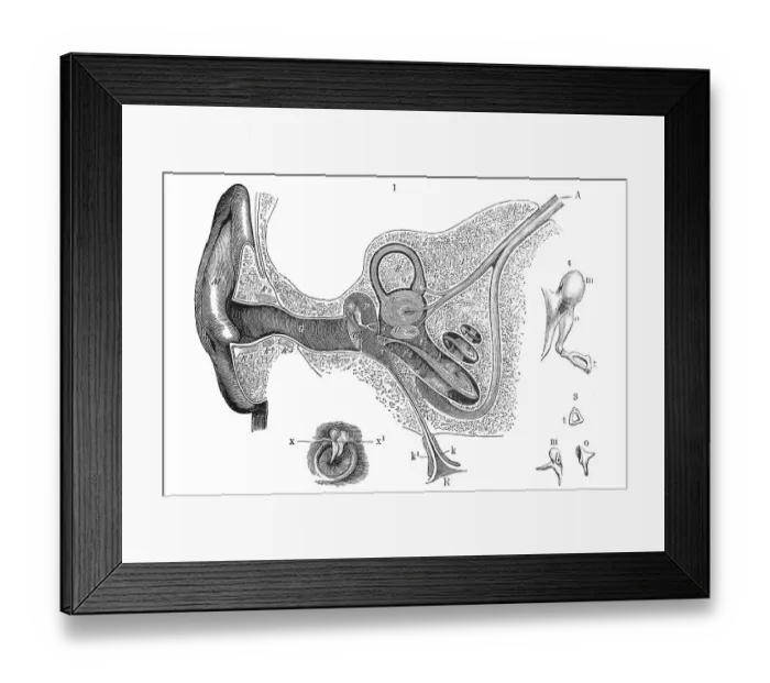 Framed Print : Human ear, anatomical illustration