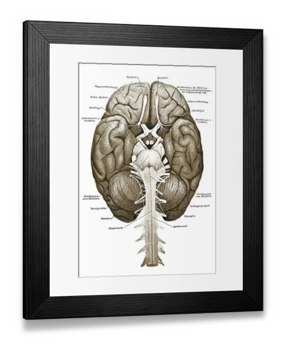 Framed Print : Human brain, anatomical illustration
