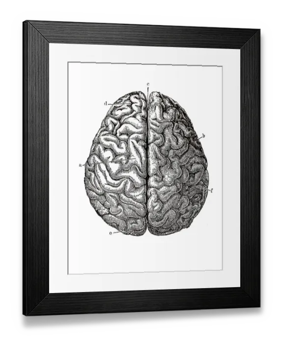 Framed Print : Human brain, anatomical illustration Framed Print : Human brain, anatomical illustration