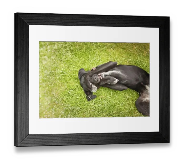 Framed Print : Playful mixed breed hound Framed Print : Playful mixed breed hound