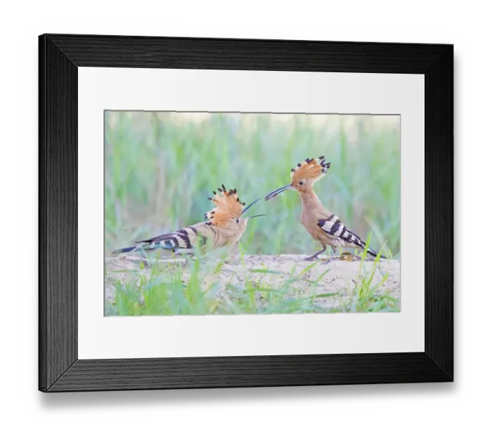 Framed Print : Hoopoe (Upupa epops) pair, Middle Elbe Biosphere Reserve Framed Print : Hoopoe (Upupa epops) pair, Middle Elbe Biosphere Reserve