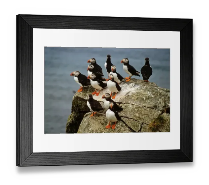 Framed Print : A group of atlantic Puffins (Fratercula arctica) on a rock Framed Print : A group of atlantic Puffins (Fratercula arctica) on a rock