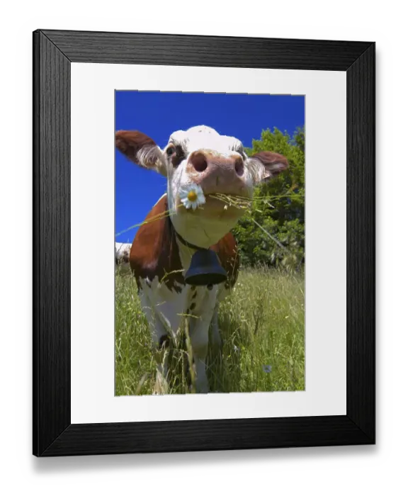 Framed Print : Brown and white cow grazes on meadow in French Alps