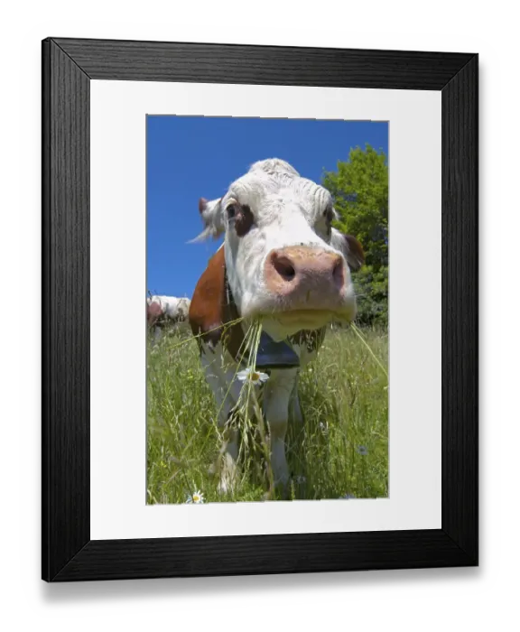 Framed Print : Brown and white cow grazes on meadow in French Alps