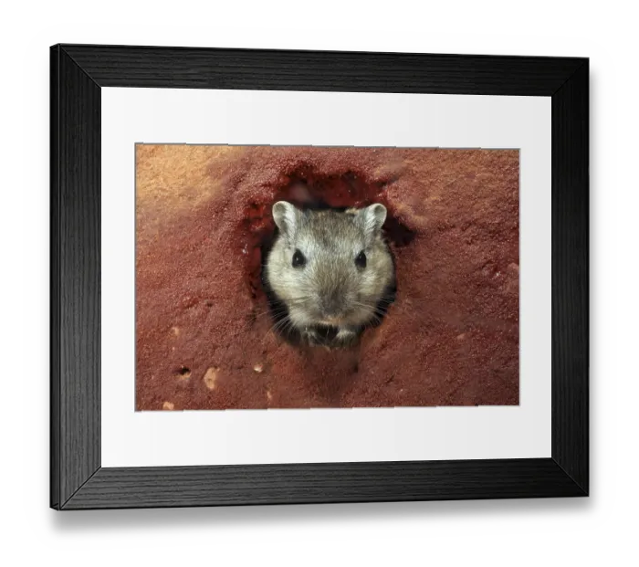 Framed Print : Mongolian gerbil (Meriones unguiculatus) Framed Print : Mongolian gerbil (Meriones unguiculatus)