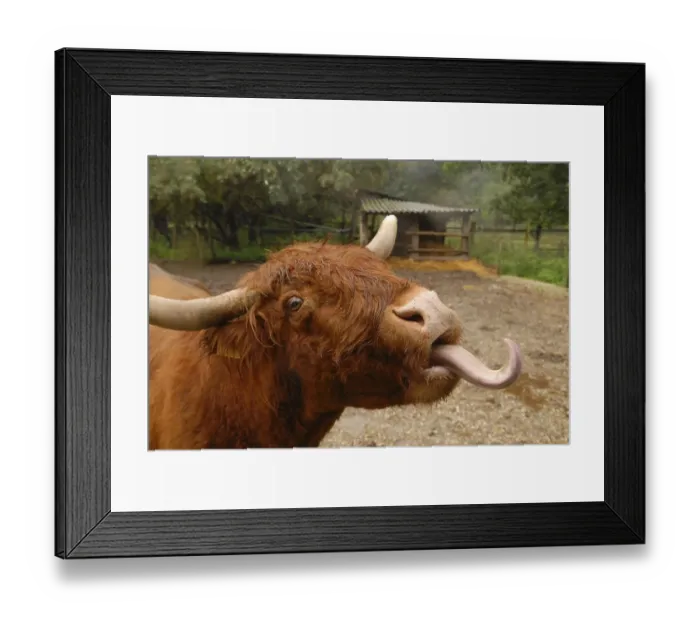 Framed Print : Scottish Highland Cow