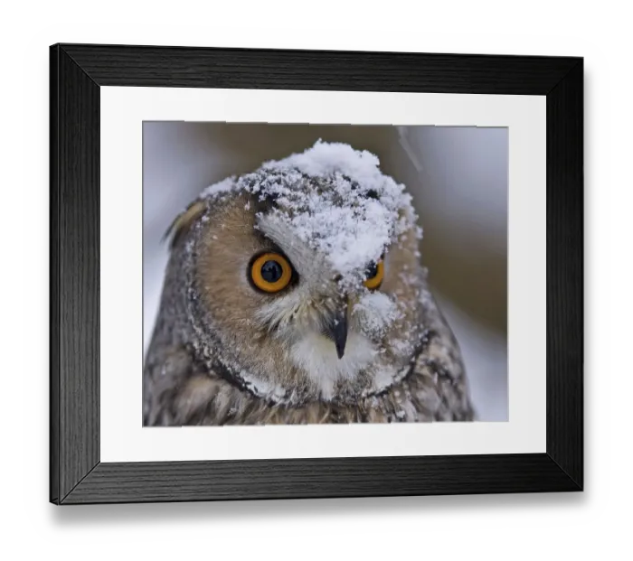 Framed Print : Long-eared owl in winter