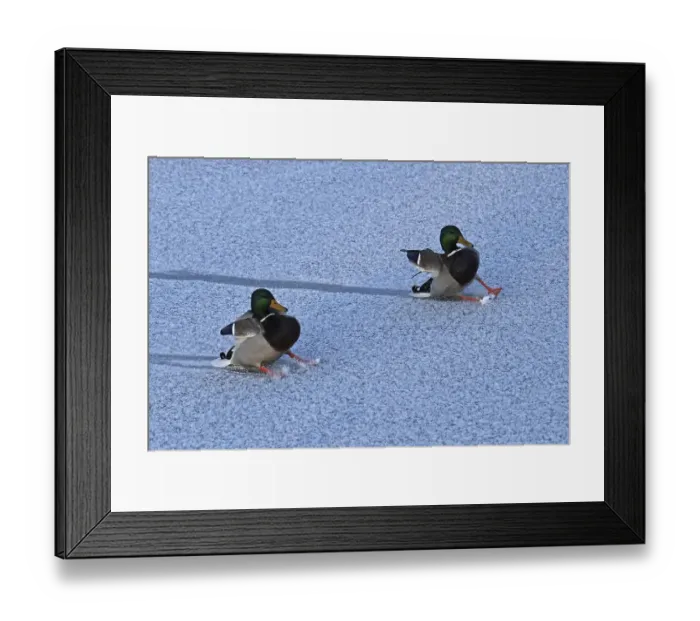 Framed Print : Mallards, drakes land on ice