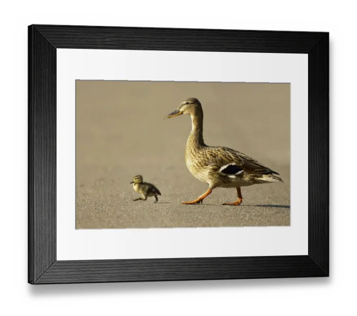 Framed Print : Mallard duck (Anas plathyrrynchos) with duckling Framed Print : Mallard duck (Anas plathyrrynchos) with duckling