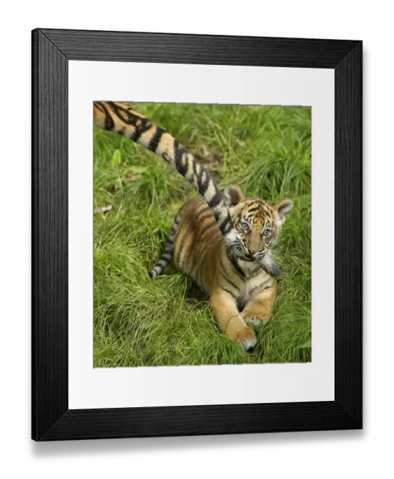 Framed Print : Sumatran tiger (Panthera tigris sumatrae) cub bites mother's tail Framed Print : Sumatran tiger (Panthera tigris sumatrae) cub bites mother's tail
