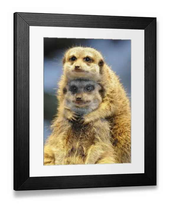 Framed Print : Meerkat (Suricata suricatta)