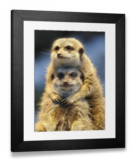 Framed Print : Meerkat (Suricata suricatta) Framed Print : Meerkat (Suricata suricatta)