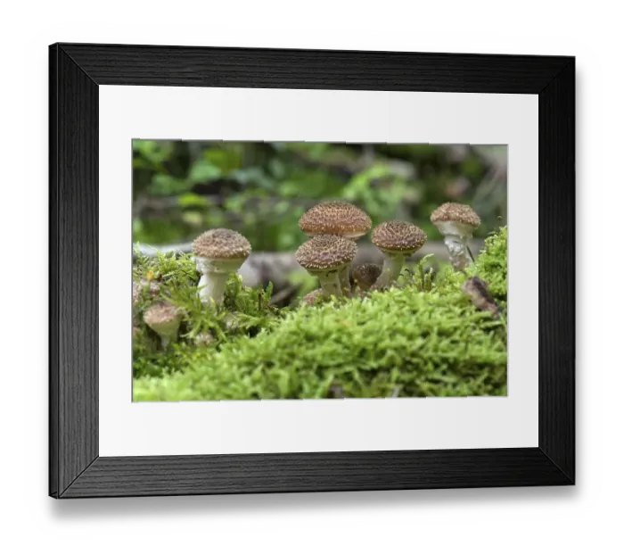 Framed Print : Young Hallimasche (Armillaria) or honey fungi