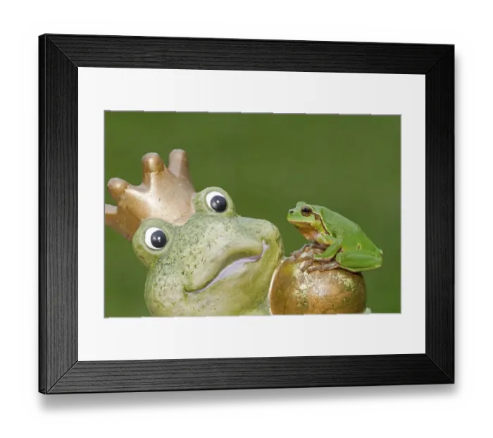 Framed Print : European Tree Frog (Hyla arborea) sitting on a stone frog Framed Print : European Tree Frog (Hyla arborea) sitting on a stone frog