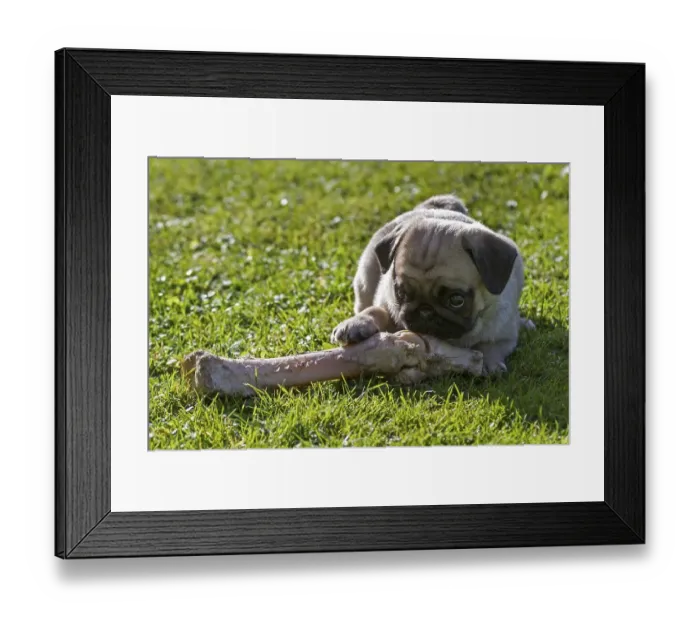 Framed Print : Pug, puppy on a large bone, Germany, Europe