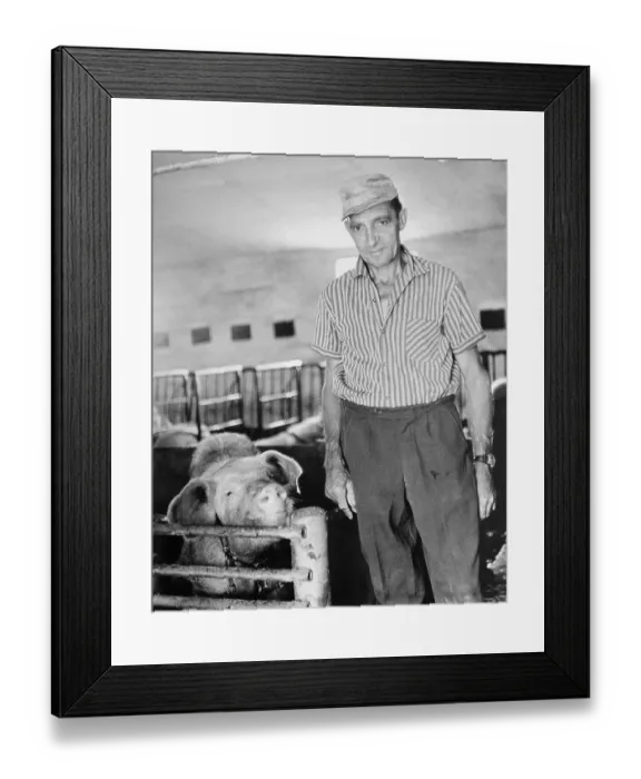 Framed Print : LPG farmer in a pig facility, East Germany Framed Print : LPG farmer in a pig facility, East Germany