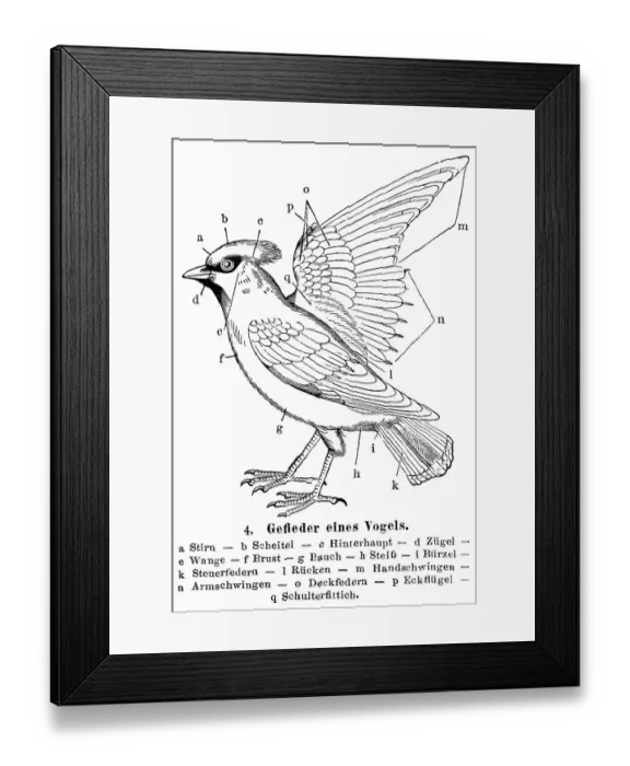 Framed Print : Plumage of a bird, illustration from Meyers Konversationslexikon encyclopedia