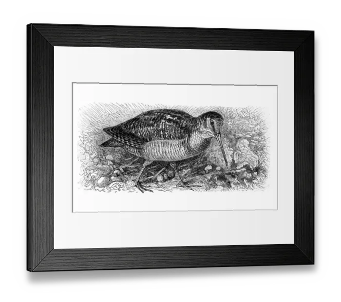 Framed Print : Eurasian woodcock (Scolopax rusticola)