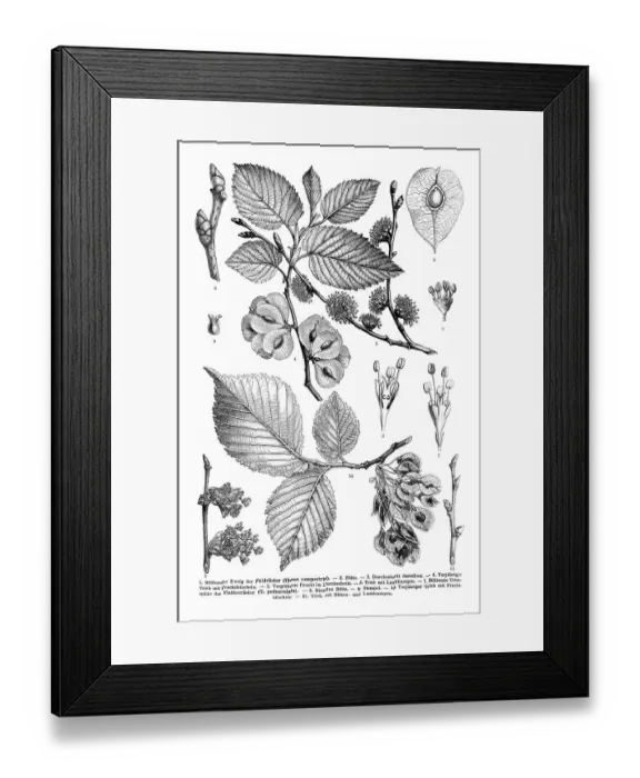 Framed Print : Flowering branch of an Elm tree (Ulmus campestris)
