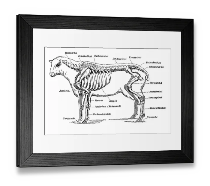 Framed Print : Illustration, the individual parts of a sheep skeleton