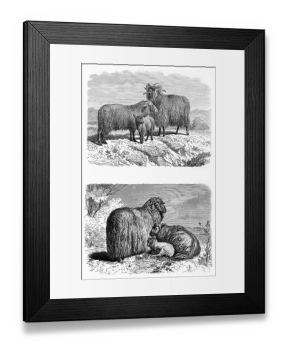 Framed Print : Sheep, German heath sheep at the top Framed Print : Sheep, German heath sheep at the top