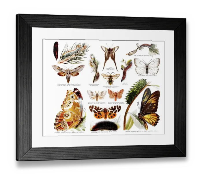 Framed Print : Butterflies, historical illustration Framed Print : Butterflies, historical illustration