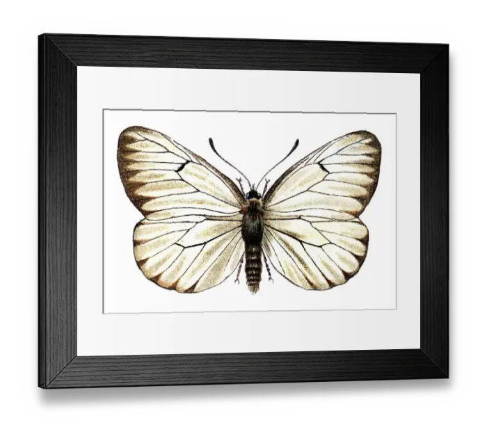 Framed Print : Black veined white (Pieris crataegi)