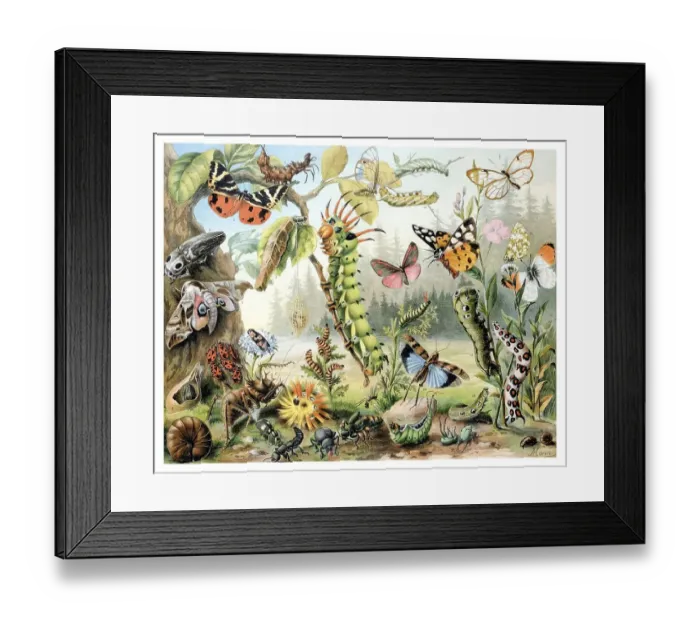 Framed Print : Nature reserve, historical illustration