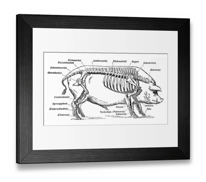 Framed Print : The individual parts of the pig skeleton Framed Print : The individual parts of the pig skeleton