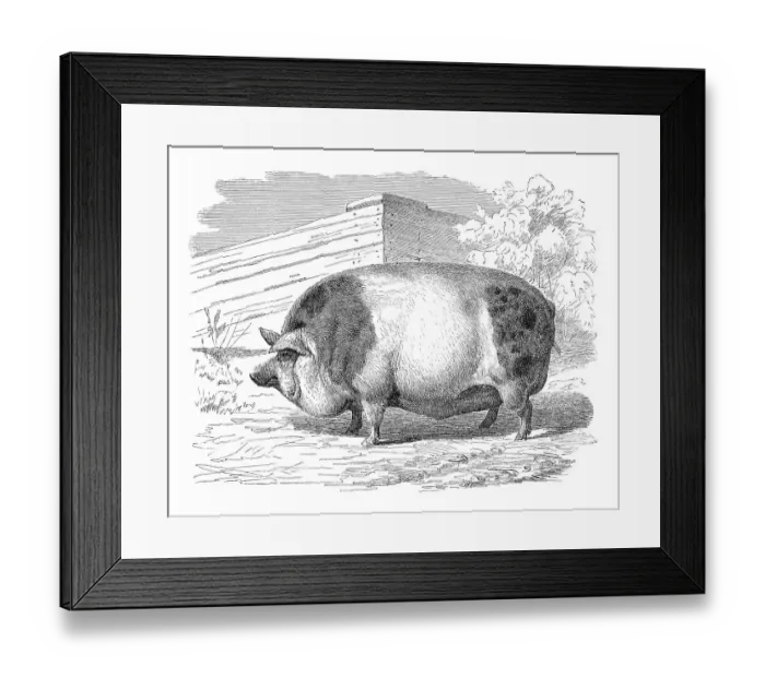 Framed Print : Hamshire pig, historical illustration Framed Print : Hamshire pig, historical illustration