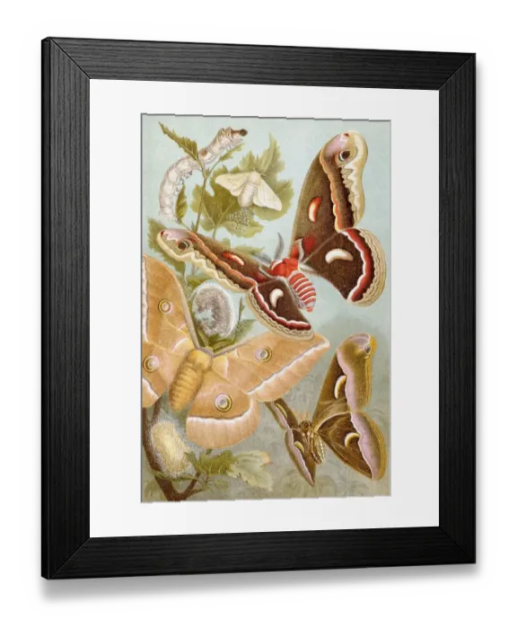Framed Print : Silkmoth, silkworm (Bombyx mori)